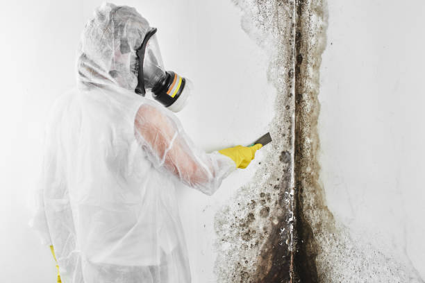 Best Certified Mold Removal  in New Smyrna Beach, FL