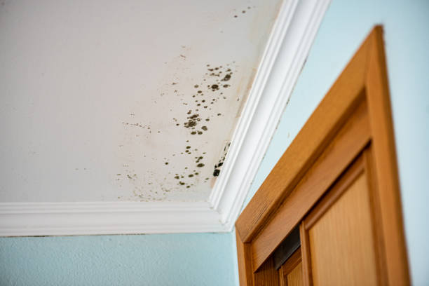Best Crawl Space Mold Removal  in New Smyrna Beach, FL