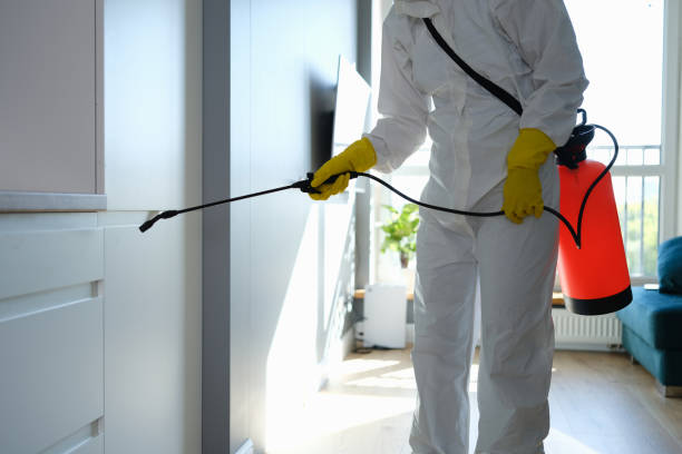 Mold Removal and Inspection in New Smyrna Beach, FL