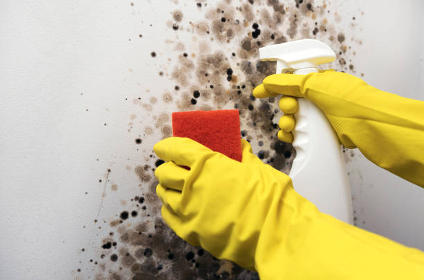 Best Residential Mold Removal  in New Smyrna Beach, FL