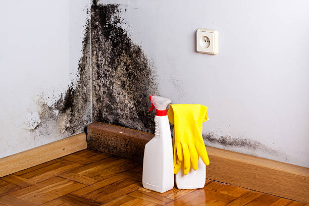 Certified Mold Removal in New Smyrna Beach, FL